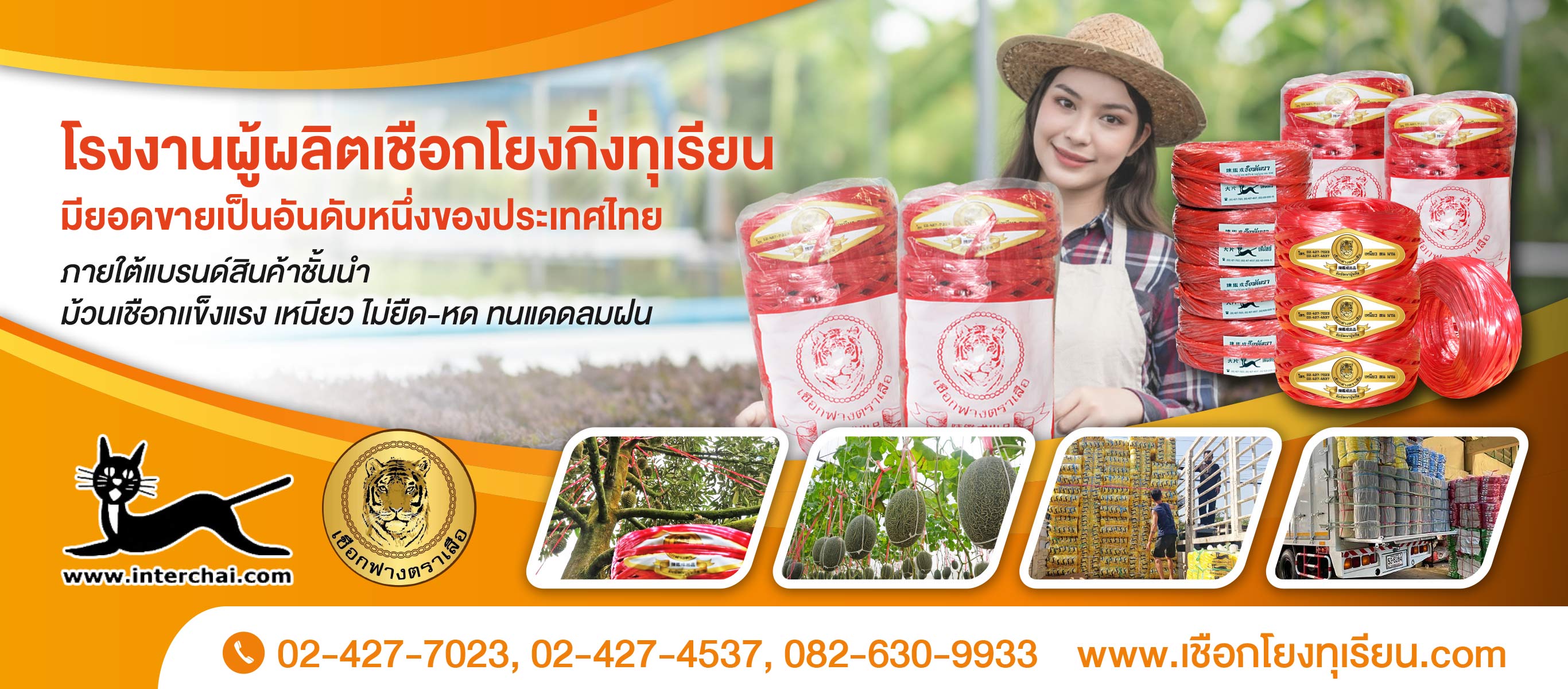 เชือกโยงทุเรียน