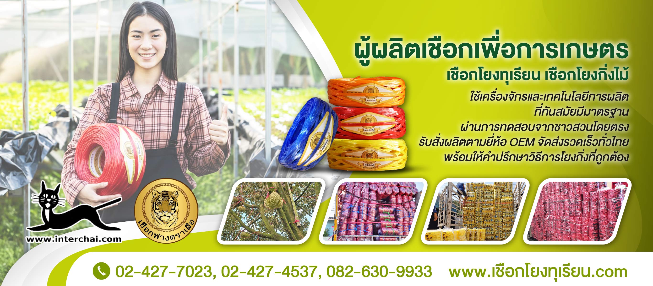 เชือกโยงทุเรียน