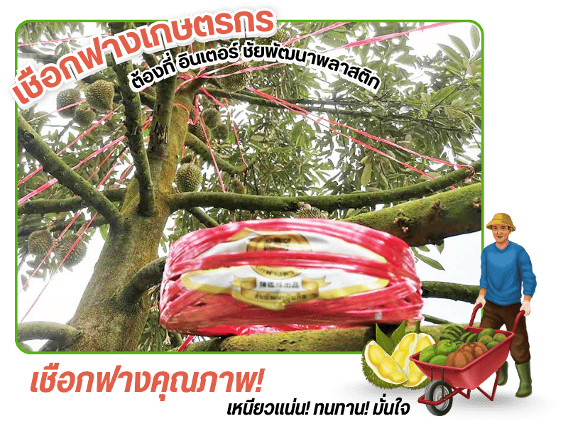 โรงงานผลิตเชือกฟางโยงทุเรียน